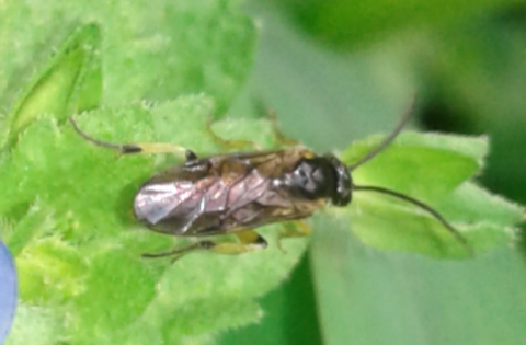 Tenthredinidae da ID